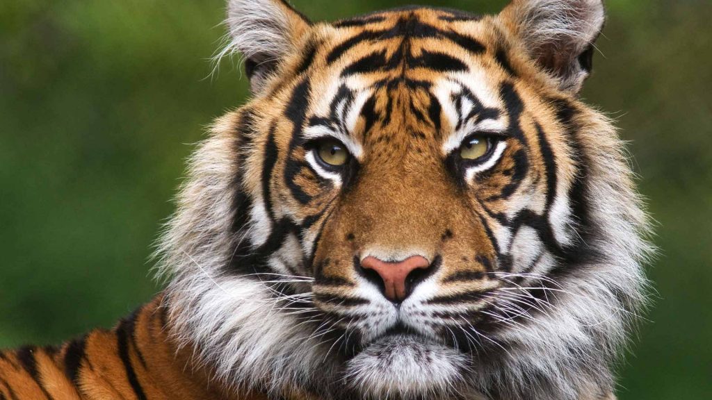 international-tiger-day-2021-devinfo-in