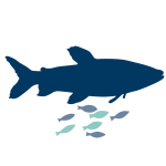Fish Welfare Initiative (FWI)